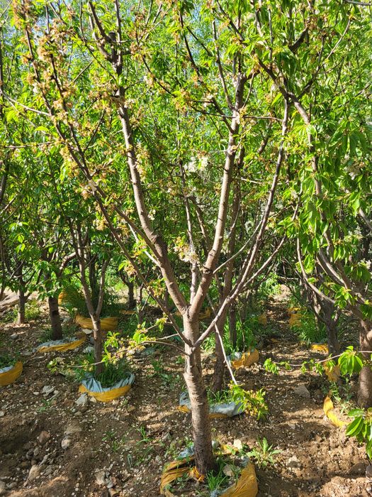 Гилос дарахти мевага кирган