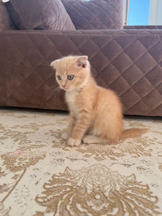 Котёнок 1,5 месяцев мальчик