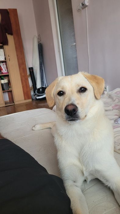 Luna isi cauta casuta ! Adoptie ! Sterilizata