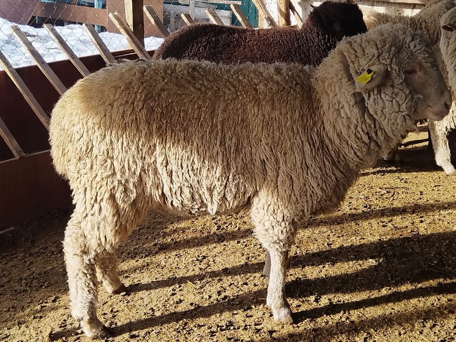 Токты,Кой,Бараны,овцы