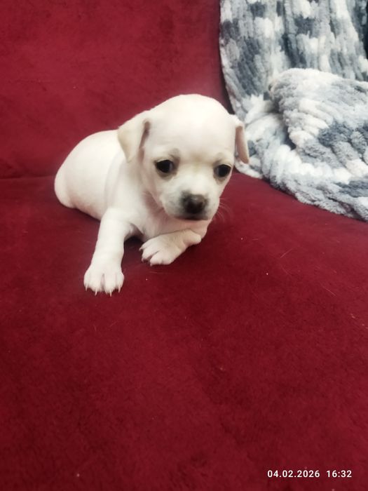 Готовяться к продаже щенки чихуахуа ( бронь)