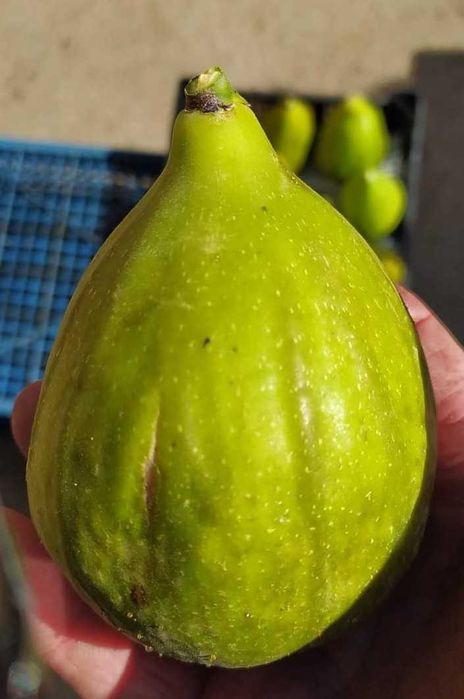 Далматинска смокиня - едра като круша