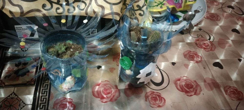 Продаётся кактусы