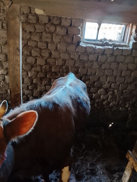 Быки откорм. Семыз