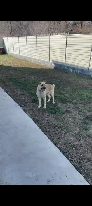 Отдам собаку девочку