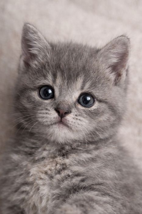 Шотланские котята