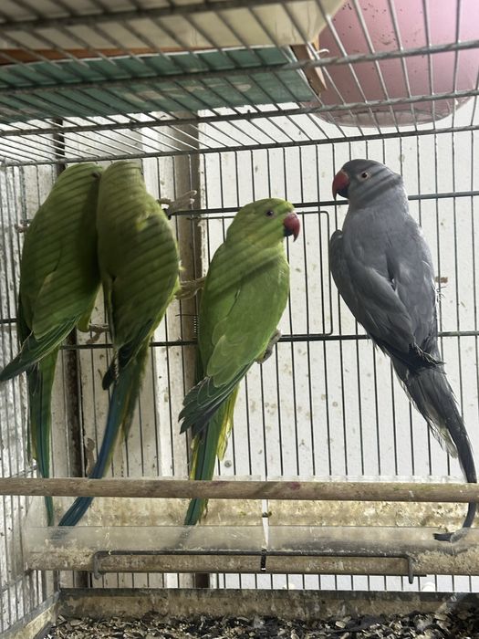 Papagali Micul  Alexander