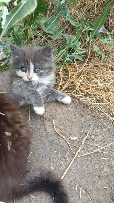 Отдам котят в добрые рыки