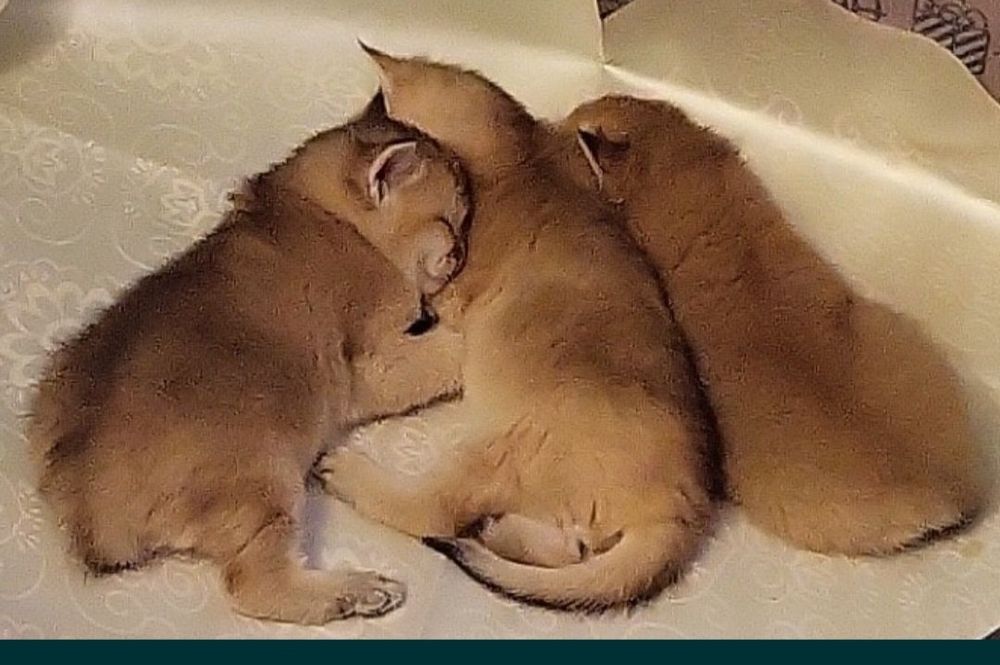 Золотые шиншилята