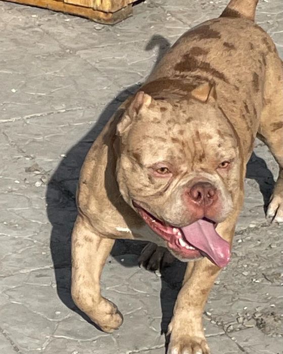 Предлагаем кобелей для вязки