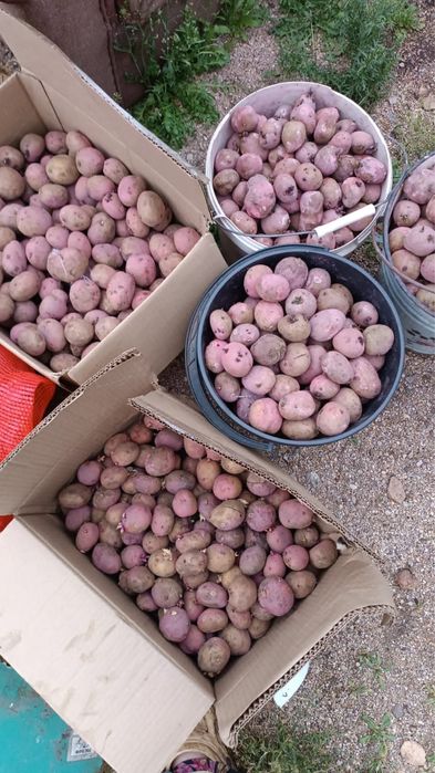 Семенной картофель (отборный)