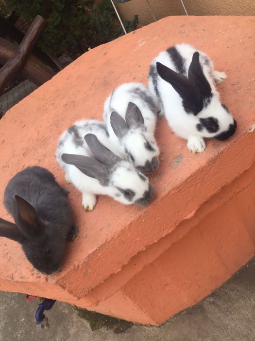 Vind iepuri rasa hicole francez și fluture german