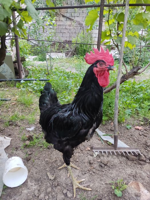 Қорашахзода хўрозлар сотилади.