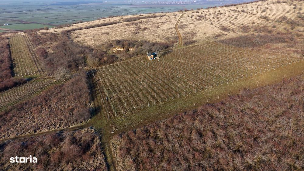 Vita-de-vie Premium  teren de 6800 mp în Covăsinț