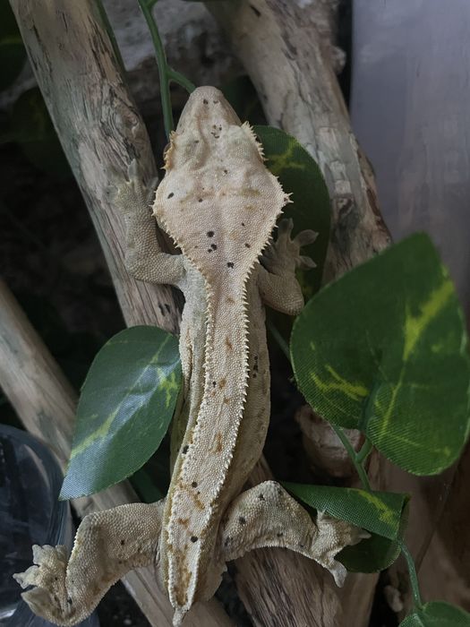 crested gecko masculin