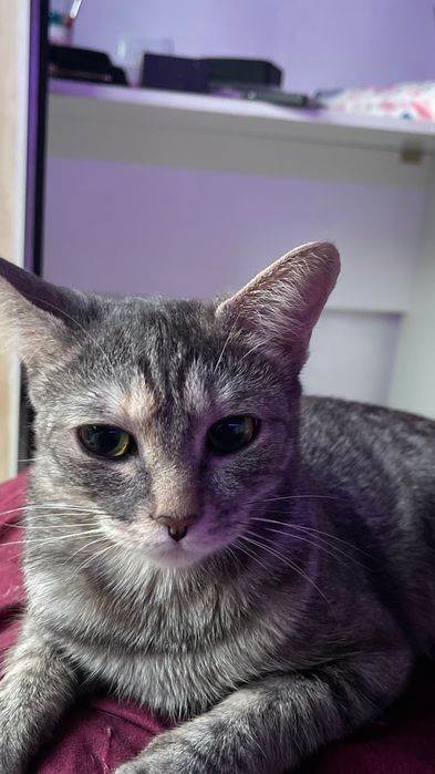 Мия ищет свой дом