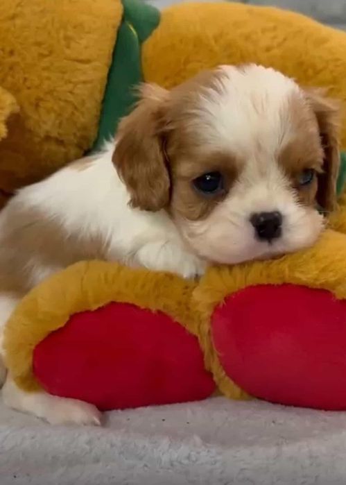 Кавалер Кинг Чарльз Спаниель