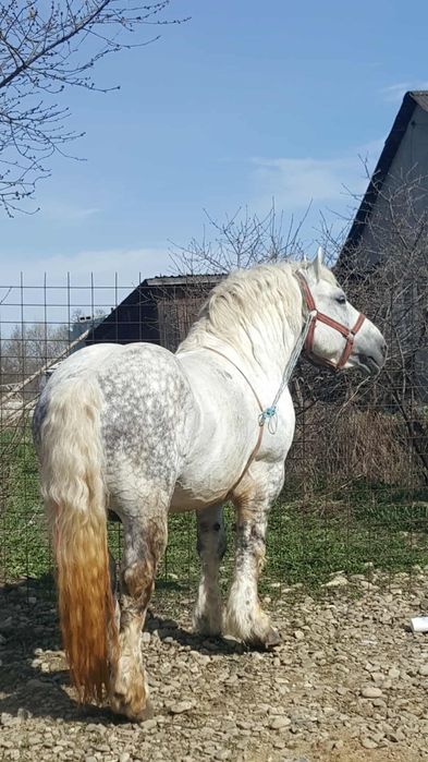 Armăsar  9 ani blând