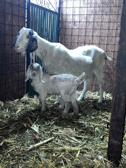 Vând capră anglonubian cu ieduta