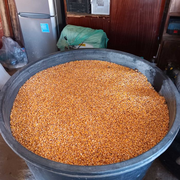 Vand porumb boabe 1,3 lei kg