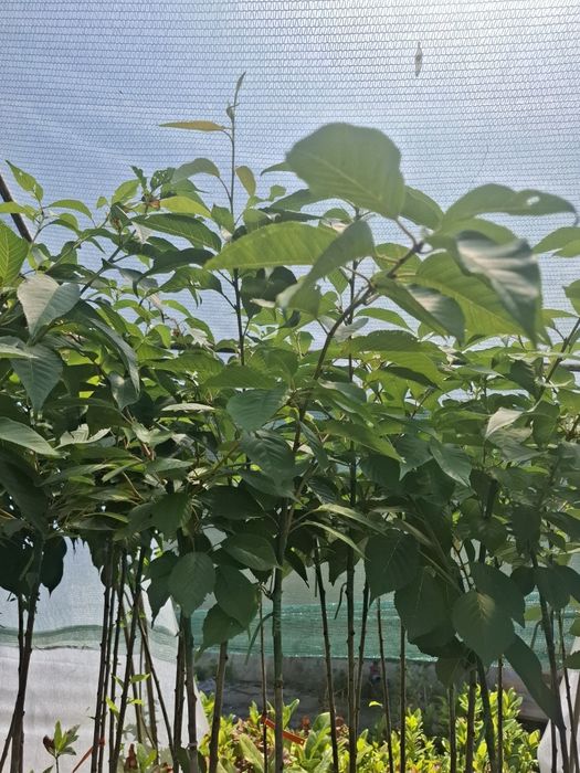 Японска вишна канзан в саксия