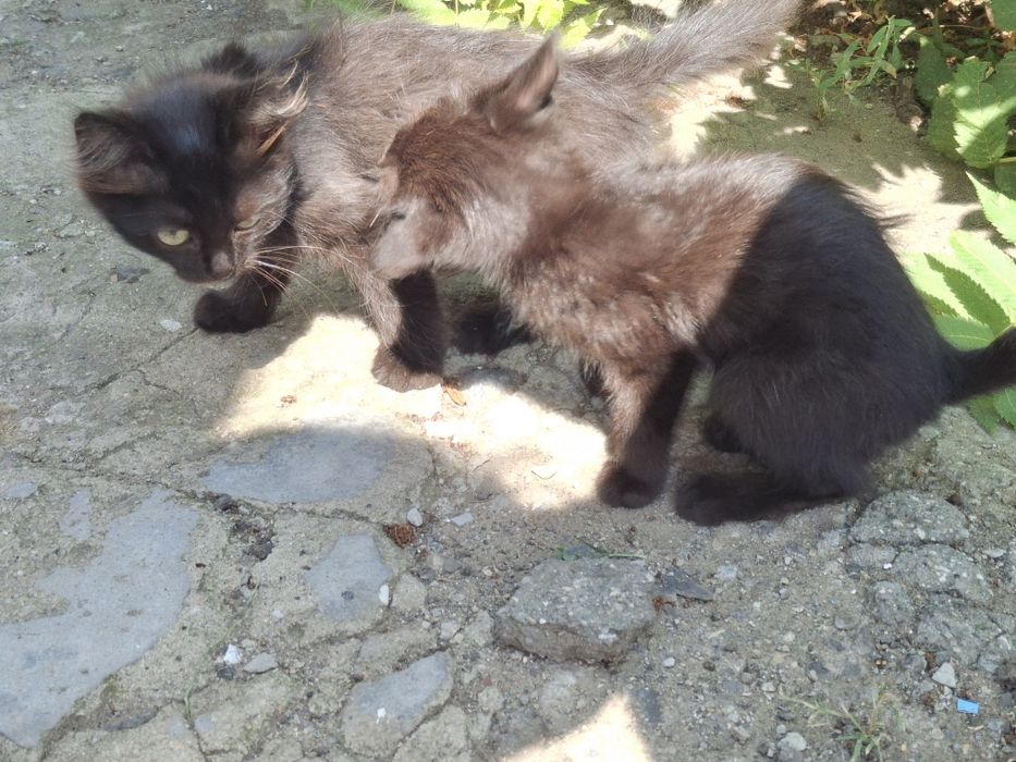 Отдам котят (мальчики)