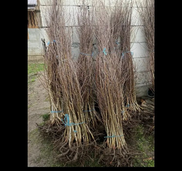 puieți fag mesteacăn alb. la preț bun