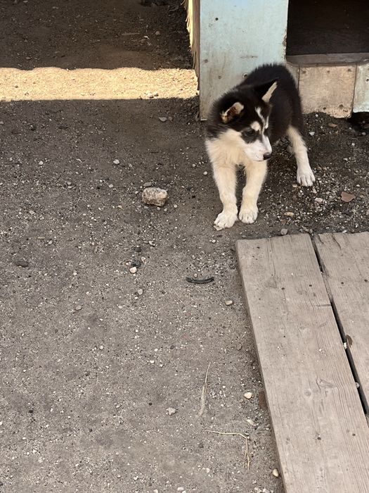 Pui malamut de alaska