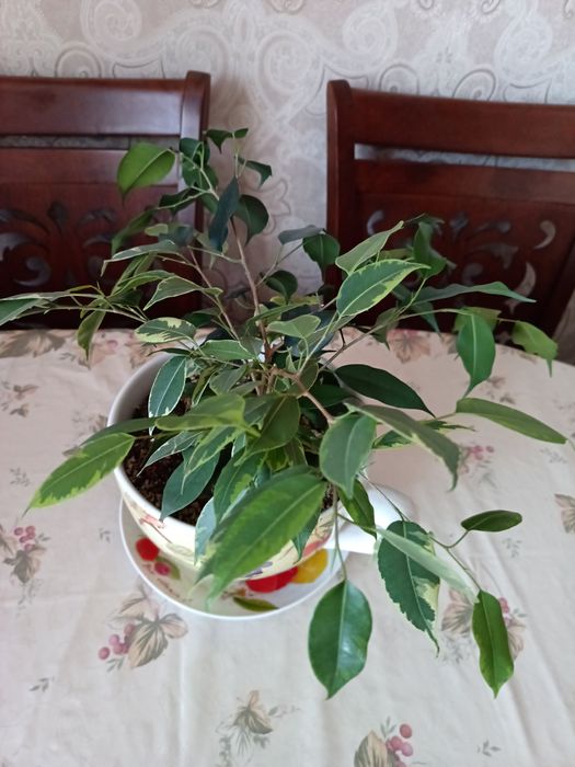 Фикус бенджамина