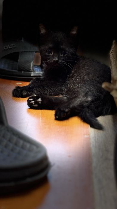 Котята 2 мес ищут дом