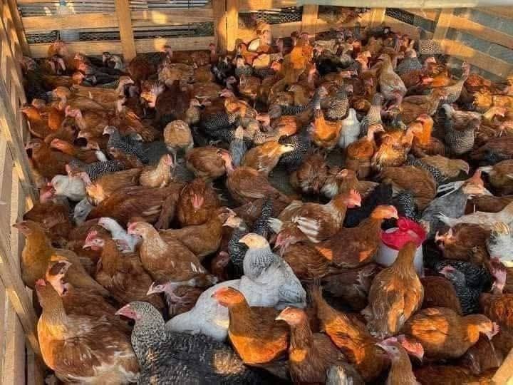 Puii de rasa mixta și carne