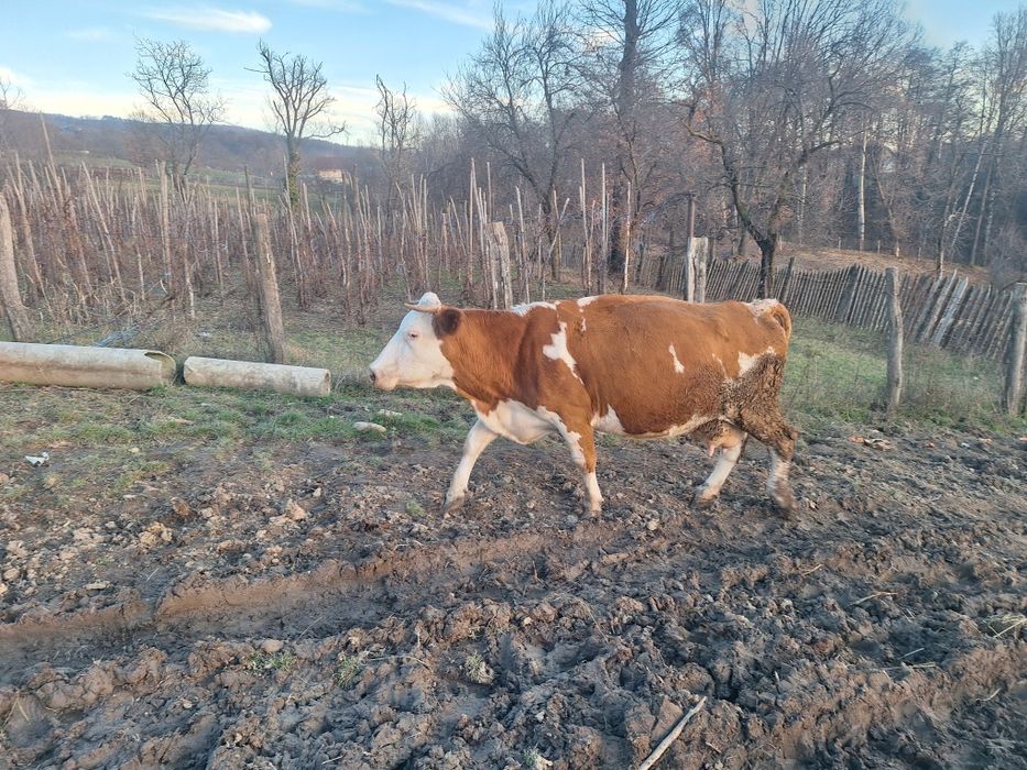 Vaci baltate recent fatate