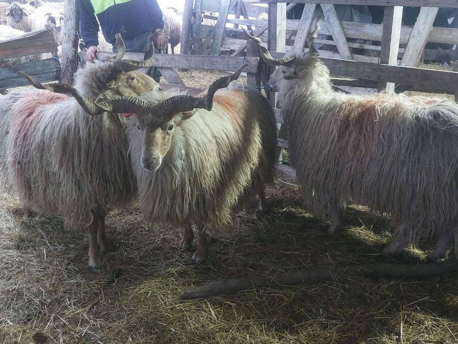 Berbeci de vânzare 3 bucăți