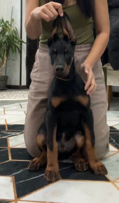 Продам шенка дрбермана