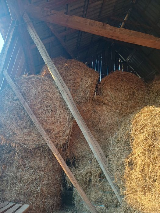 Vând baloti lucerna