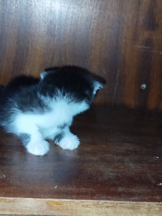 Siam skotc folt bolalari