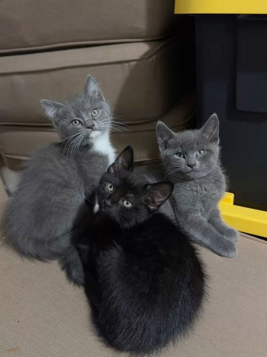 Отдам котят в добрые руки