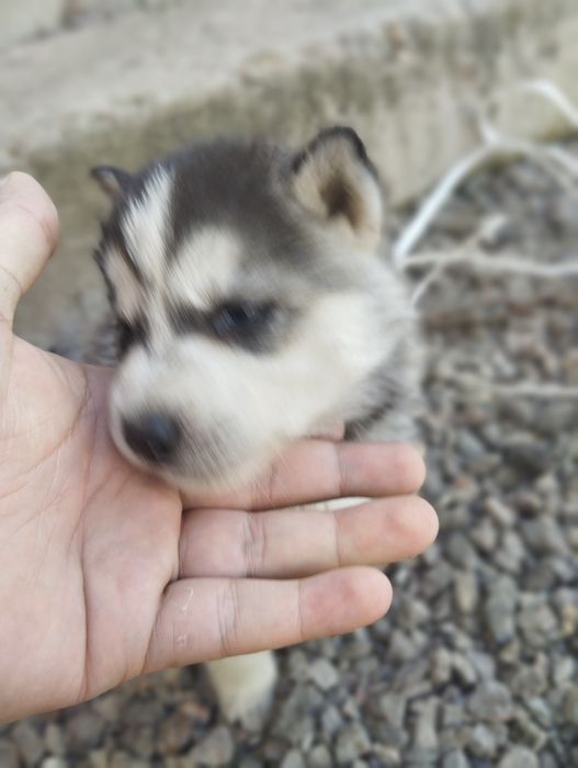 Продам щенков ХАСКИ очень красивые.