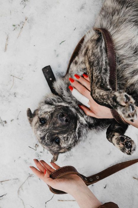 Дружка ищет дом и семью