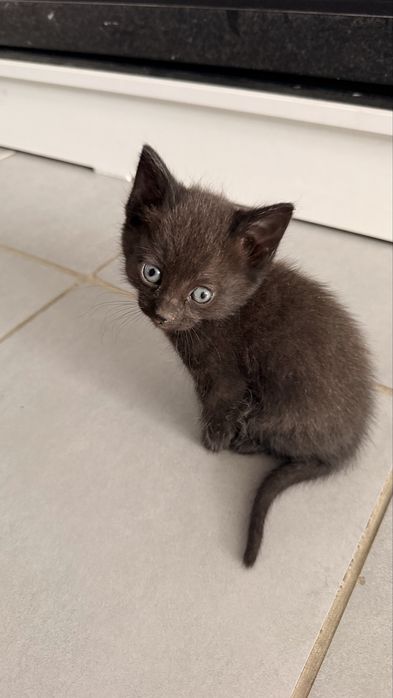 Отдам котят бесплатно