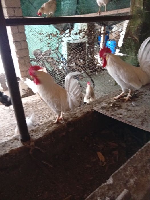 Петухи Адлер пароды