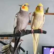 Продам клетку с кореллами