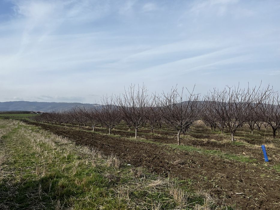 Продава се Земеделски имот в с. Поляново, Област Бургас -  кв.м за 153 €/дка - Снимка #7