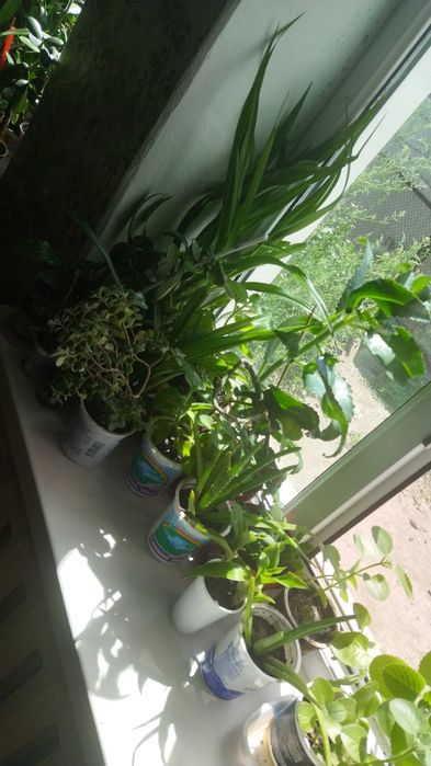 Комнатные растения