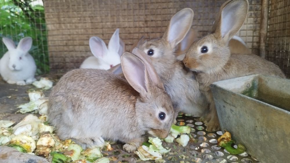 Кролики породистые