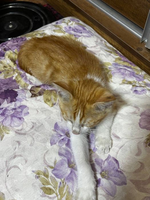 котёнок ищет дом