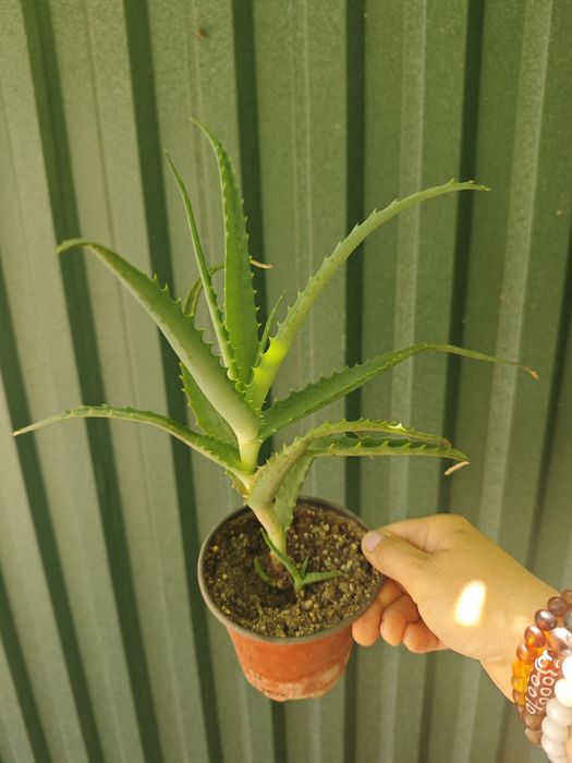 Продам  алоэ   .