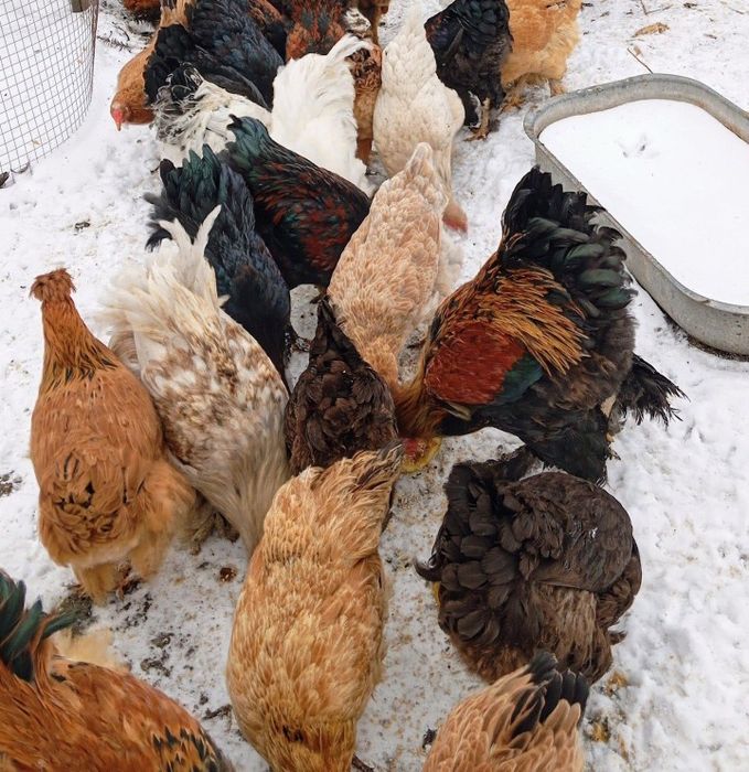 Петухи молодые  6 месяцев