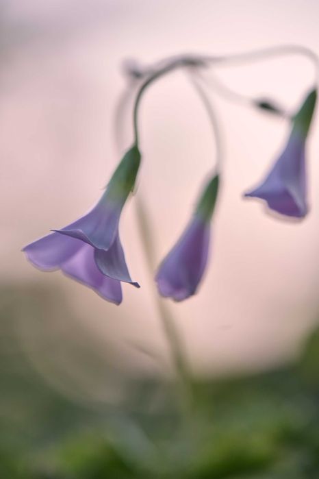 Fujifilm Fujinon XF 80mm macro + uv filter