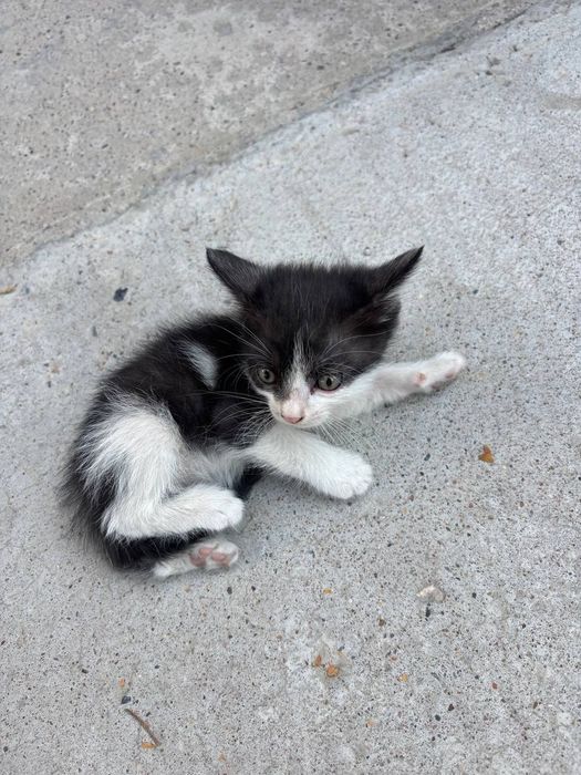 Котята ищут своих хозяев.